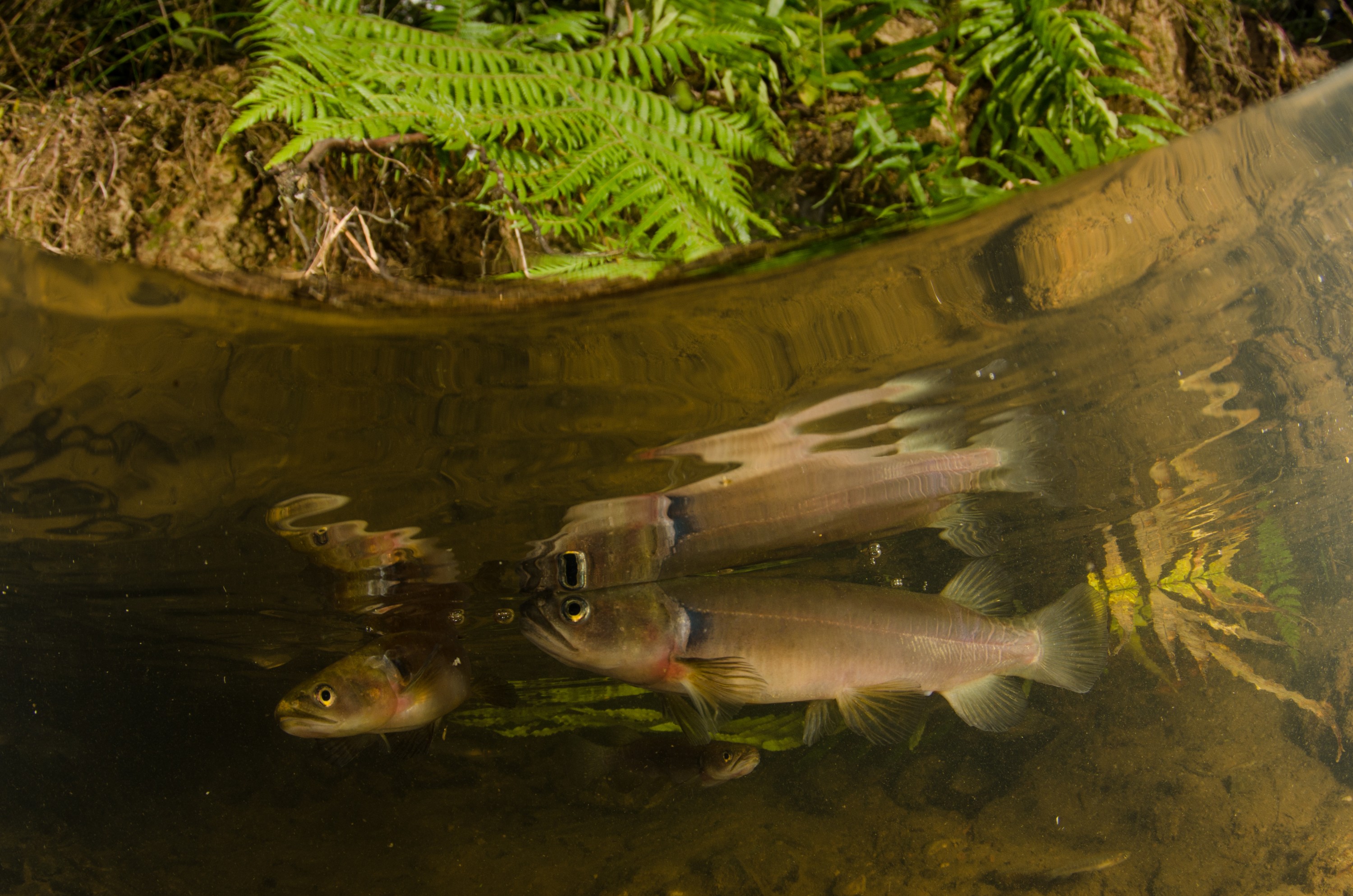 DSC_5398 – Banded, kokopu, Galaxias, fasciatus, home, kaiatea, stream, Crispin, new, zealand, new zealand, freshwater, streams, stream, rivers, galaxid